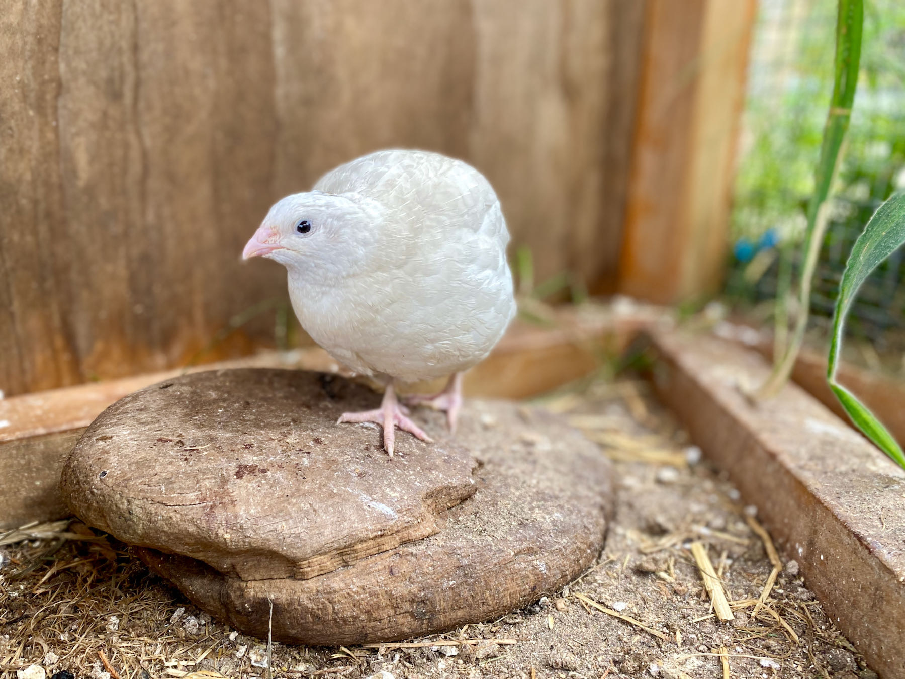 Small white bird.