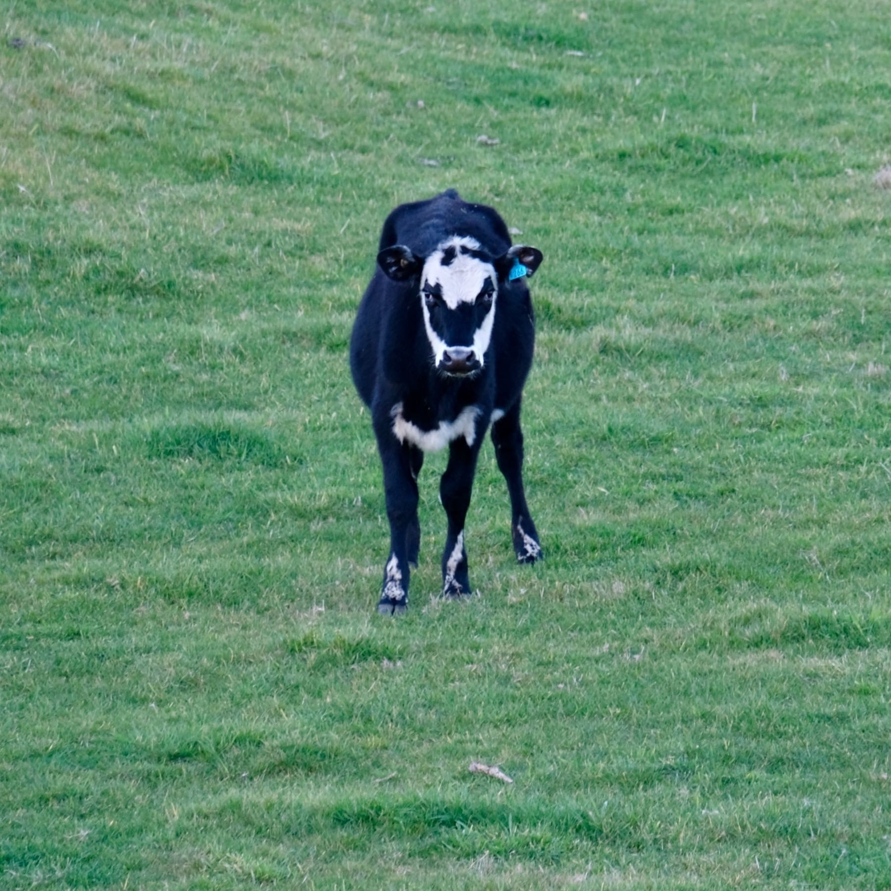 A mainly black cow with white markings on its head, which together make it hard to make out. 
