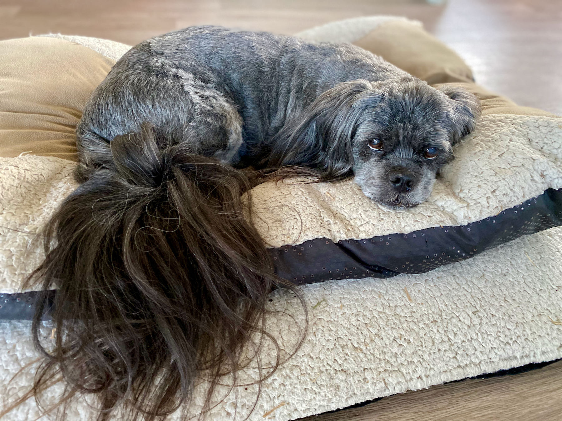 Small black dog on a cushion. 