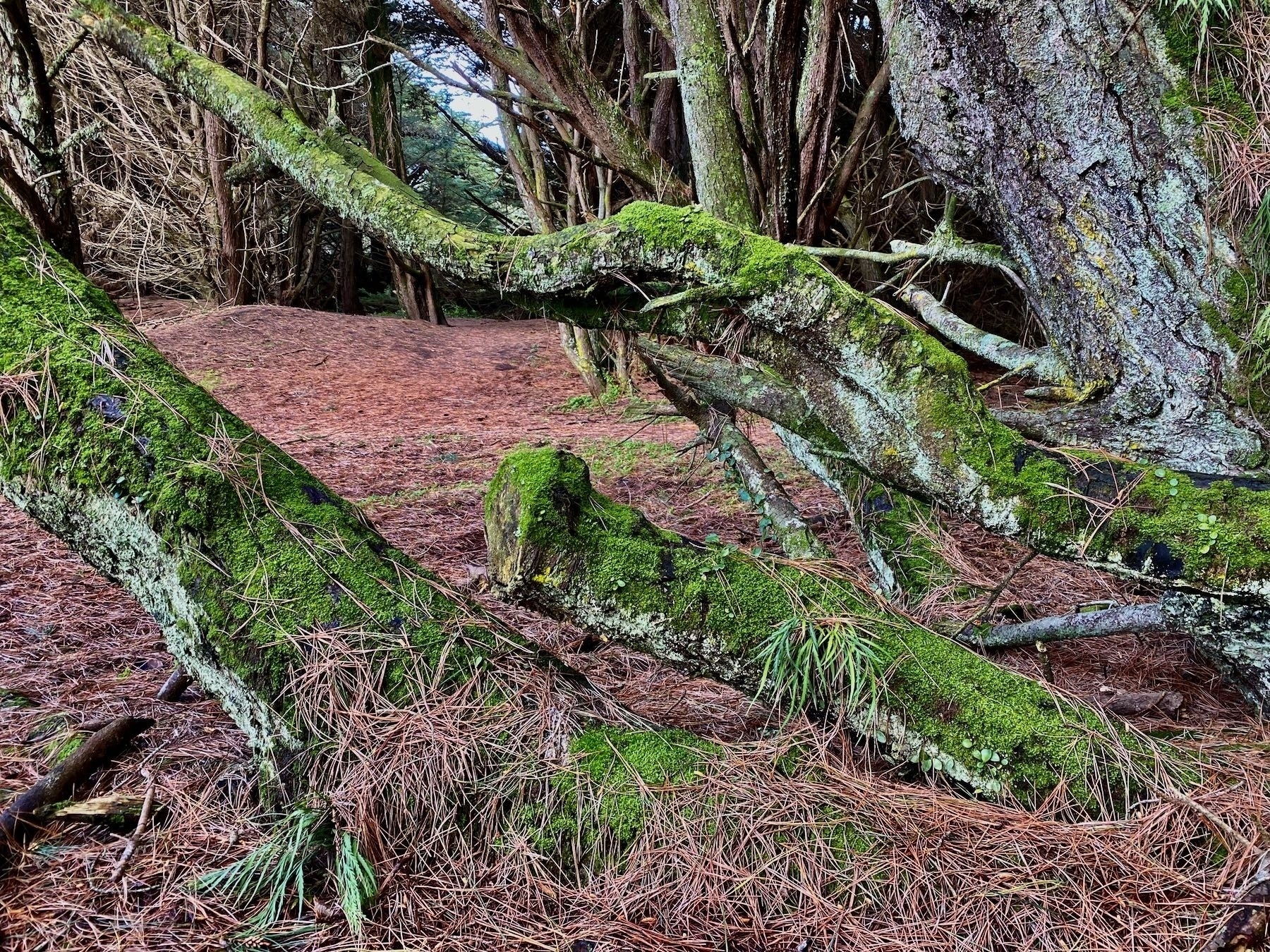 Mossy tree branches. 