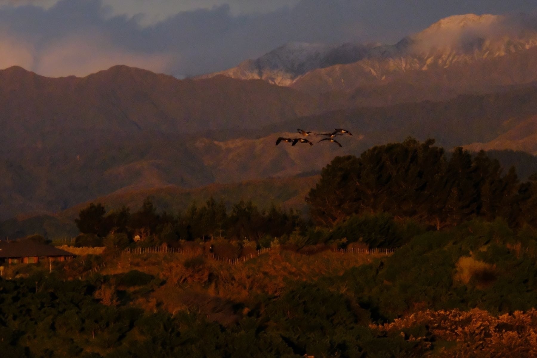 Half a dozen geeese in flight above a red sunlit paddock with darker mountains behind. 