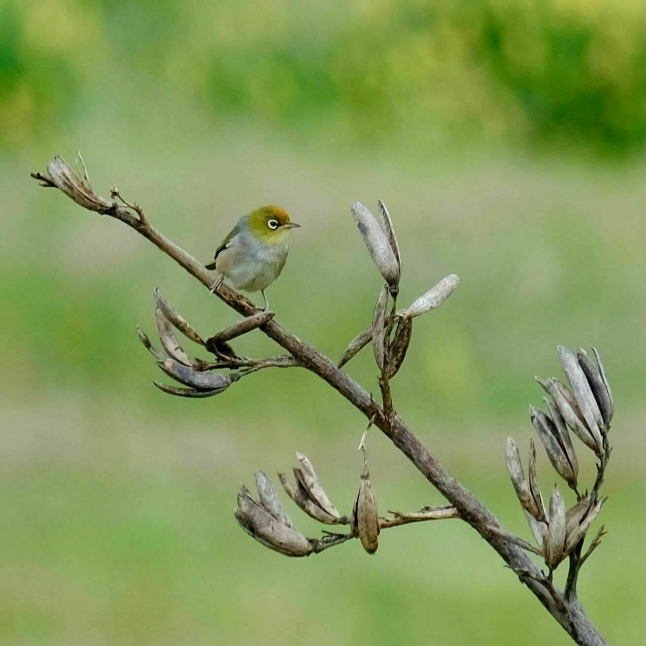 Tiny bird on a flax spear. 