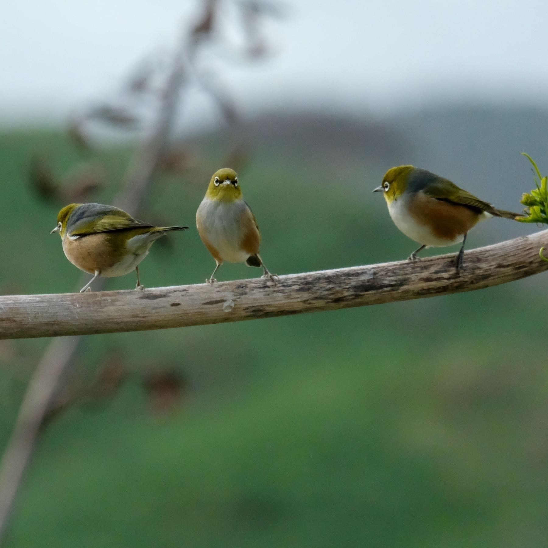 Three small birds on a horizontal pole. 