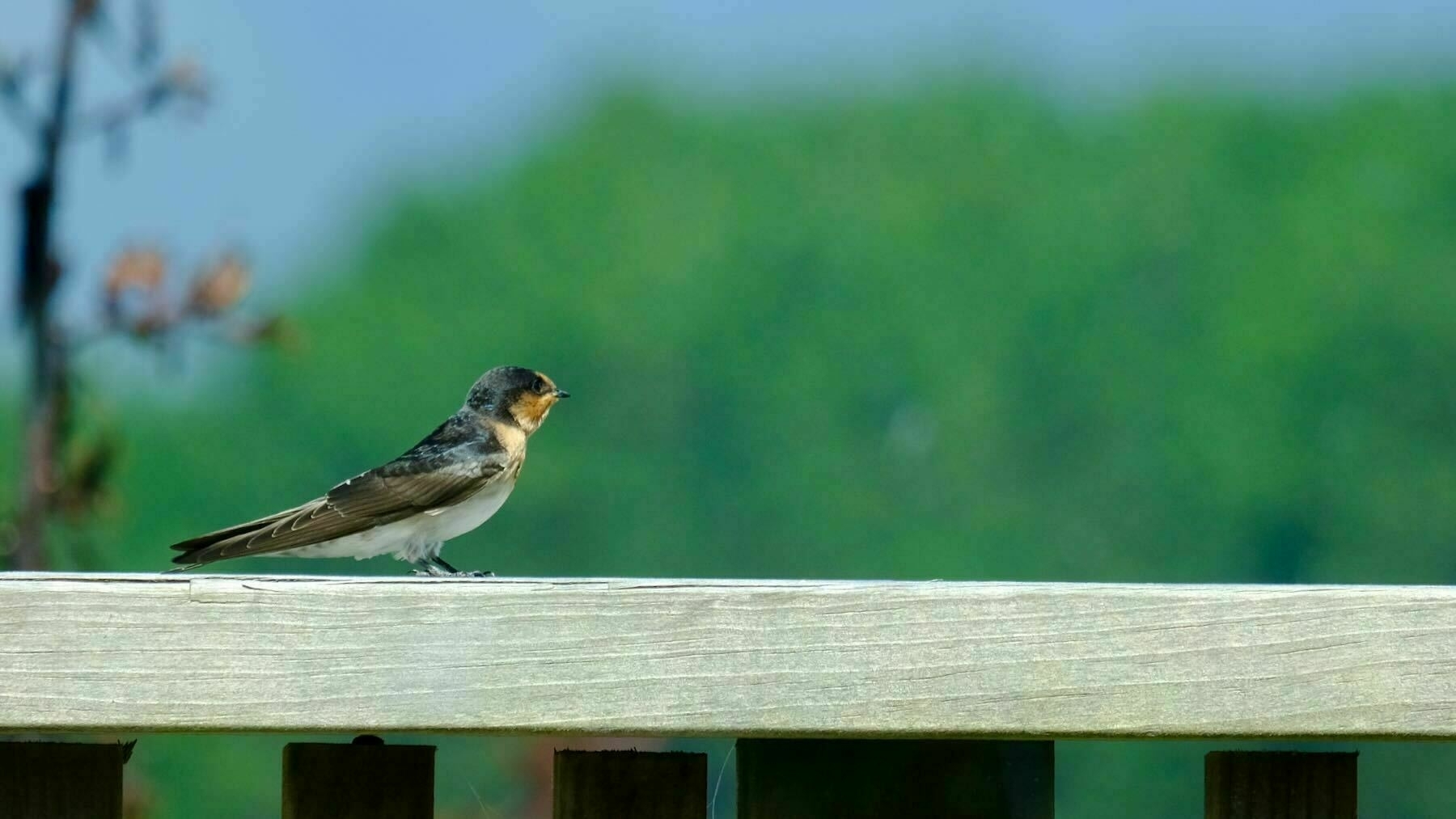 Swallow on the railing  4