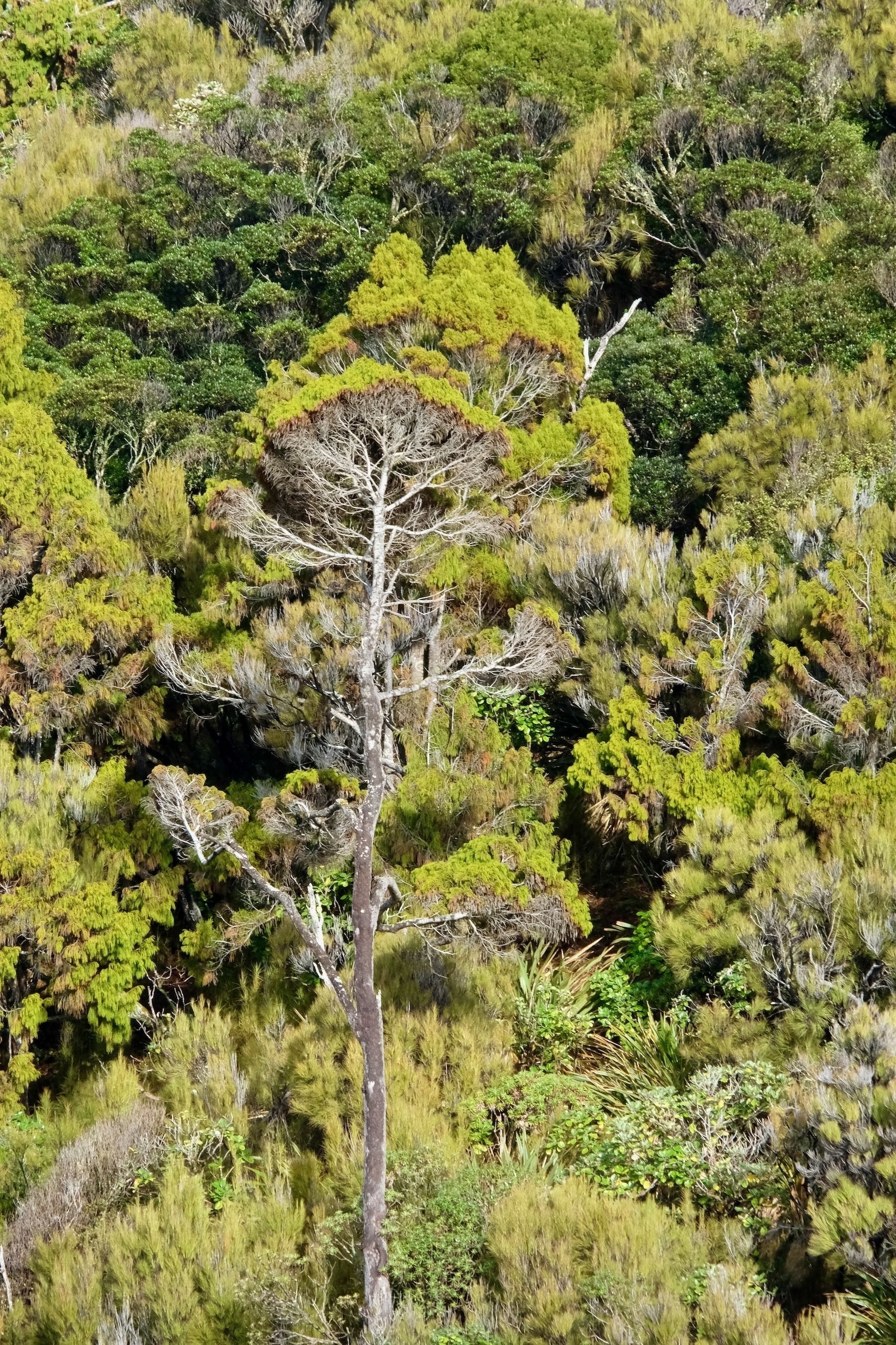 Anchored on Day Three of Rakiura Cruise - tall tree in the bush. 