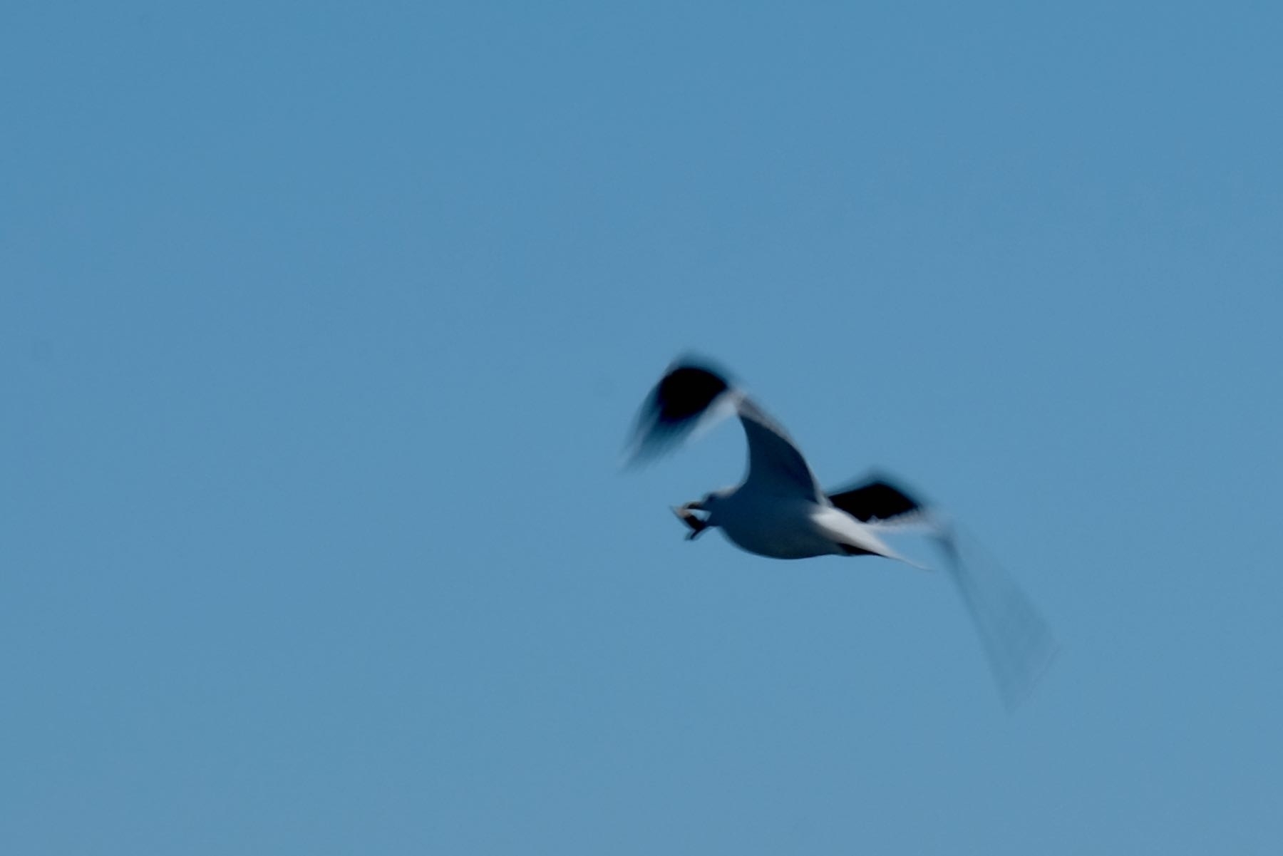 Gull flying with bivalve in its beak. 
