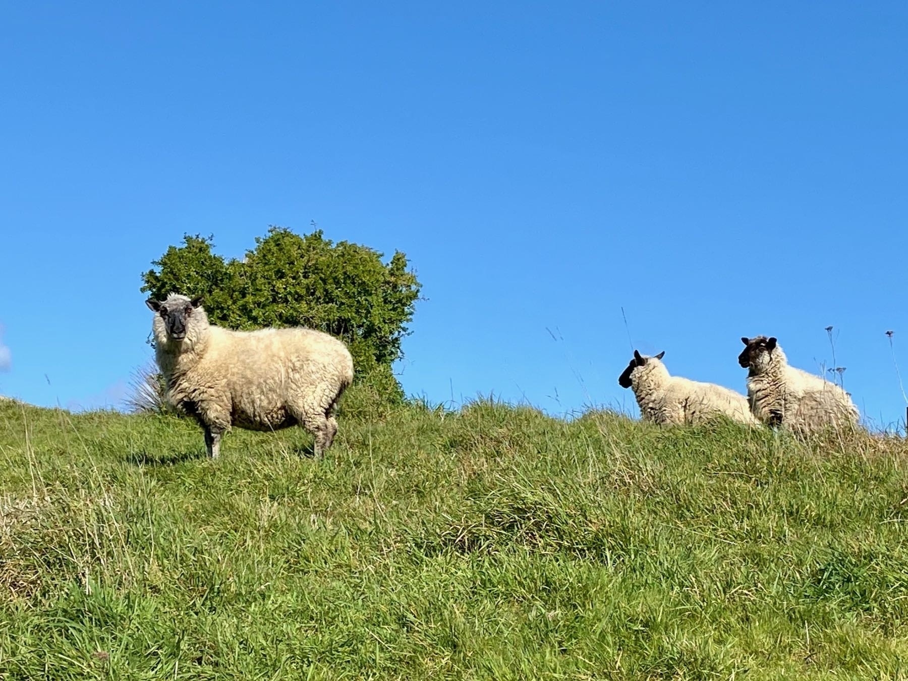Three sheep on a small grassy hill with blue sky behind. 