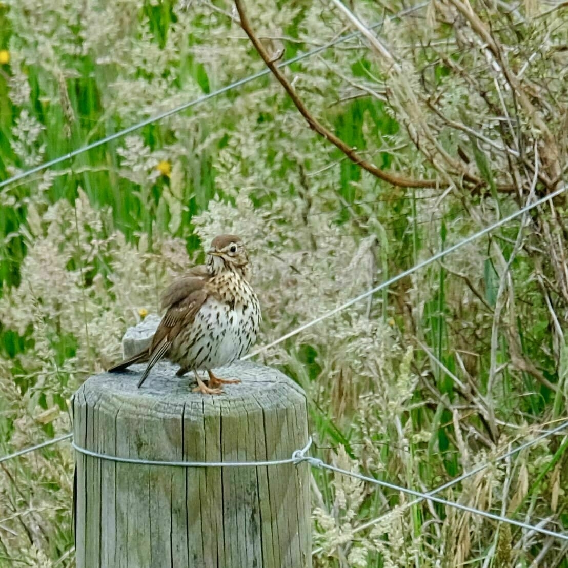Mid-size brown speckled bird on a fence post. 