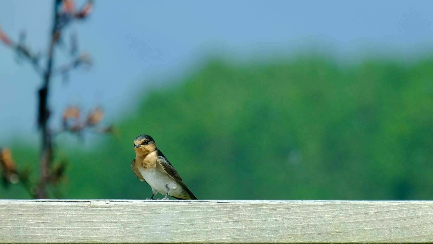 Swallow on the railing  3