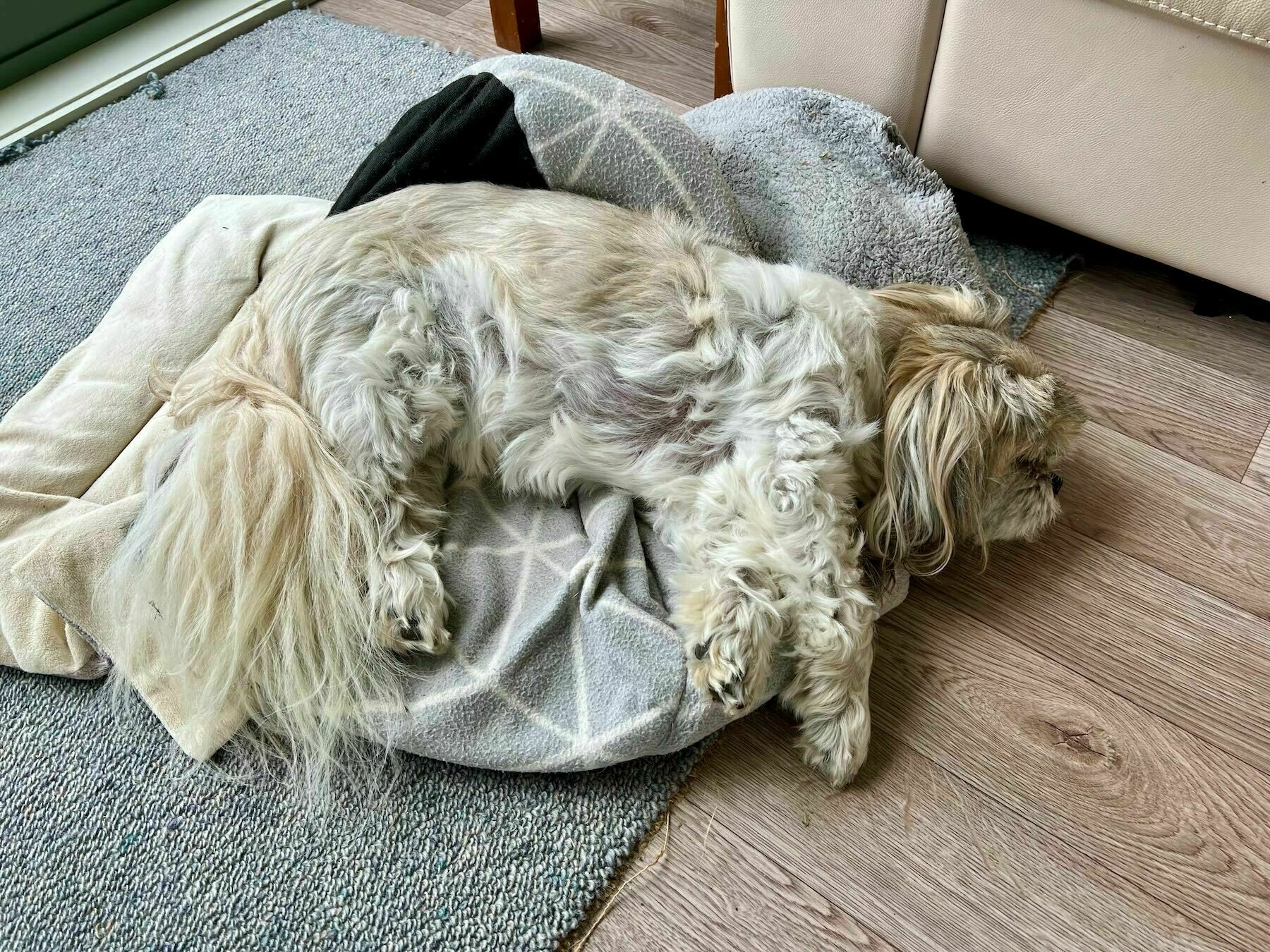 Oshi the dog asleep on a rug. 