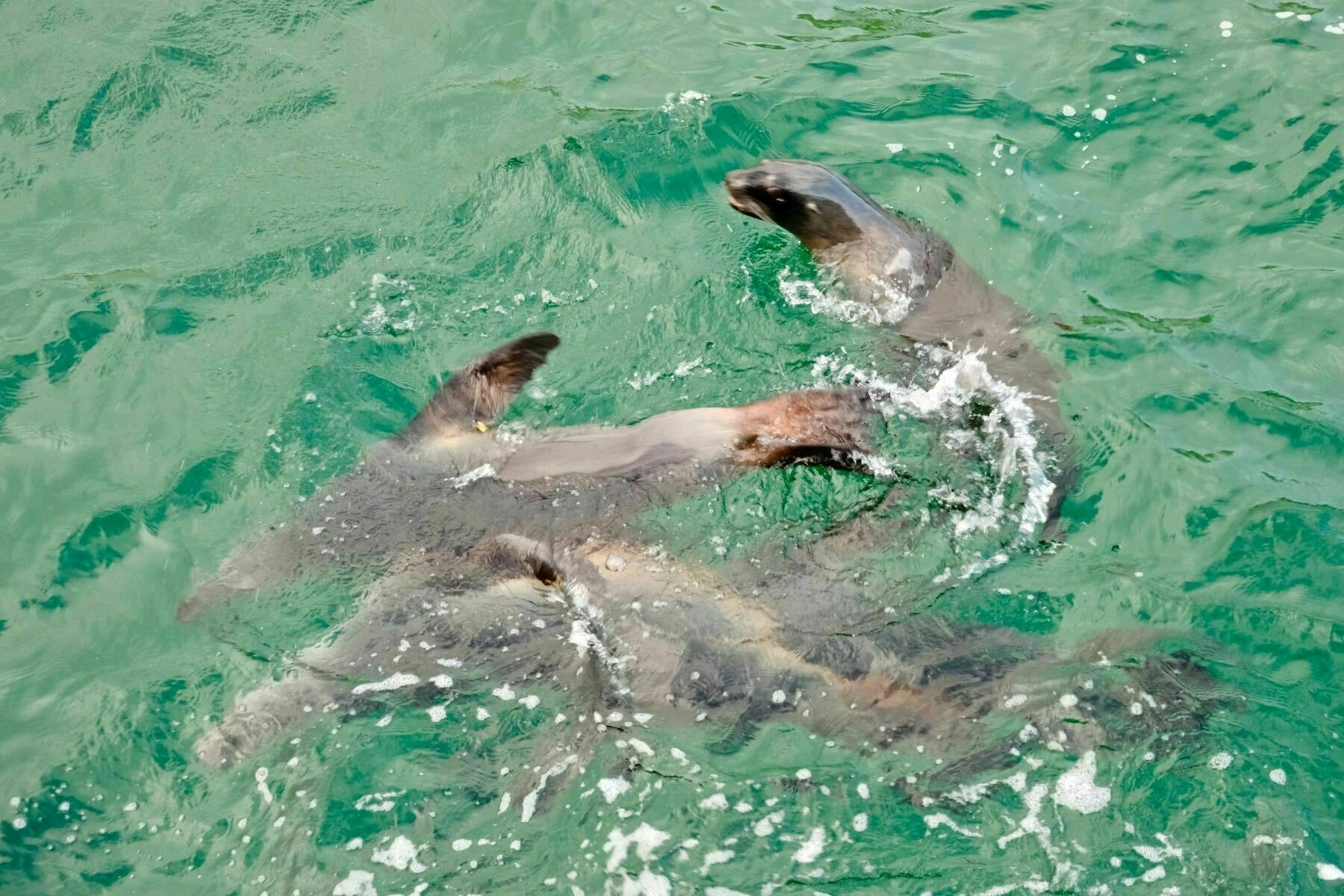 Sea lions at Smallcraft Retreat. 