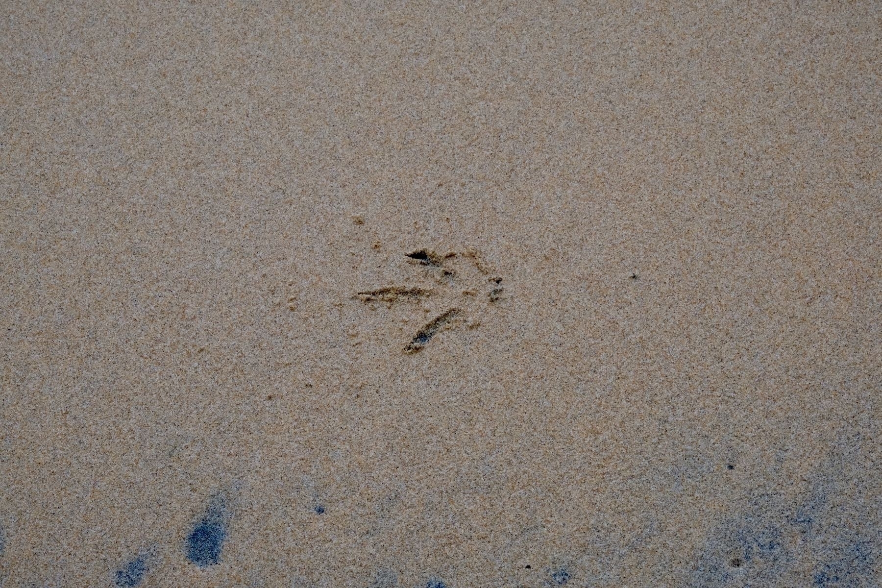 Kiwi footprint in sand. 