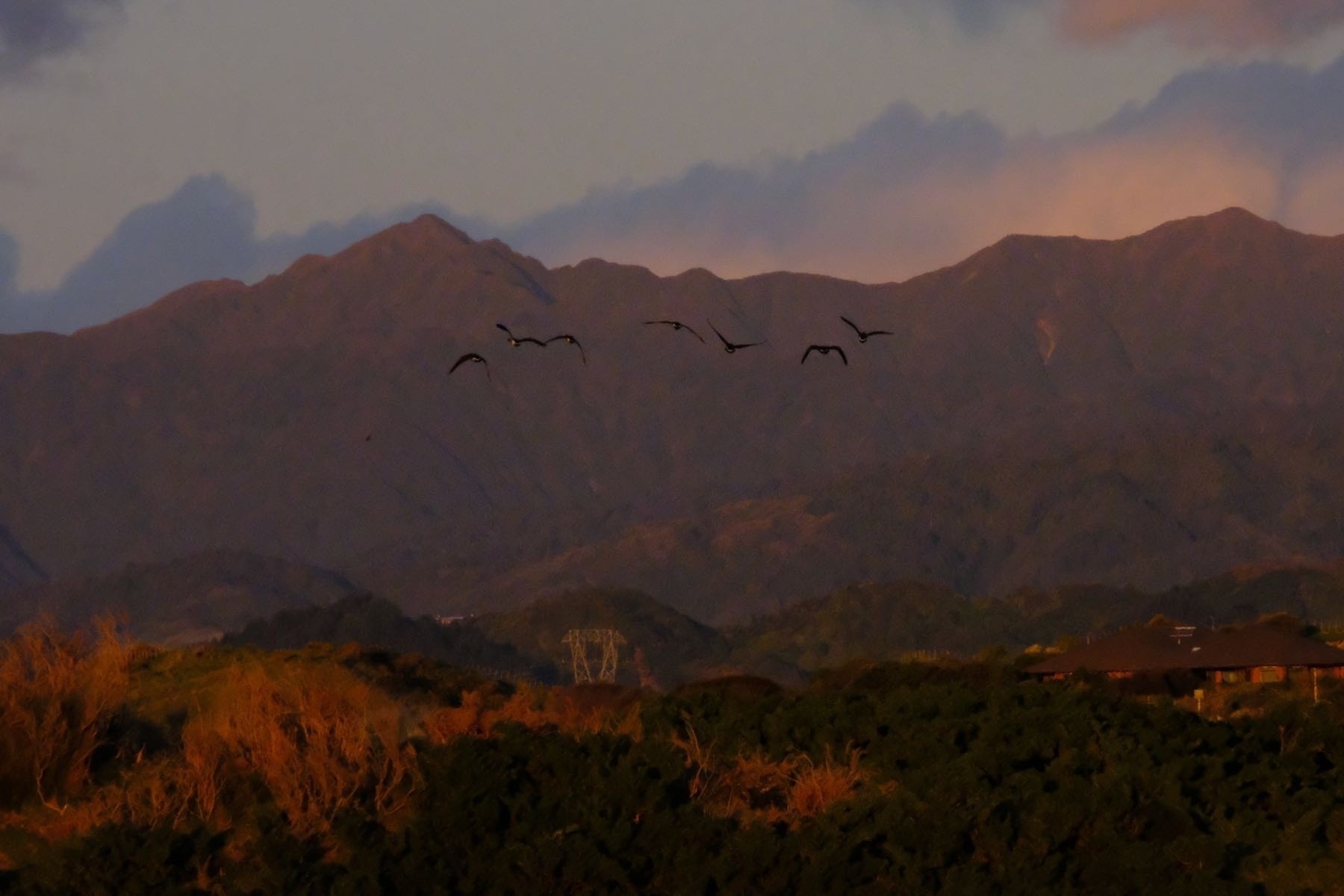 Half a dozen geeese in flight above a red sunlit paddock with red-tinged mountains behind. 