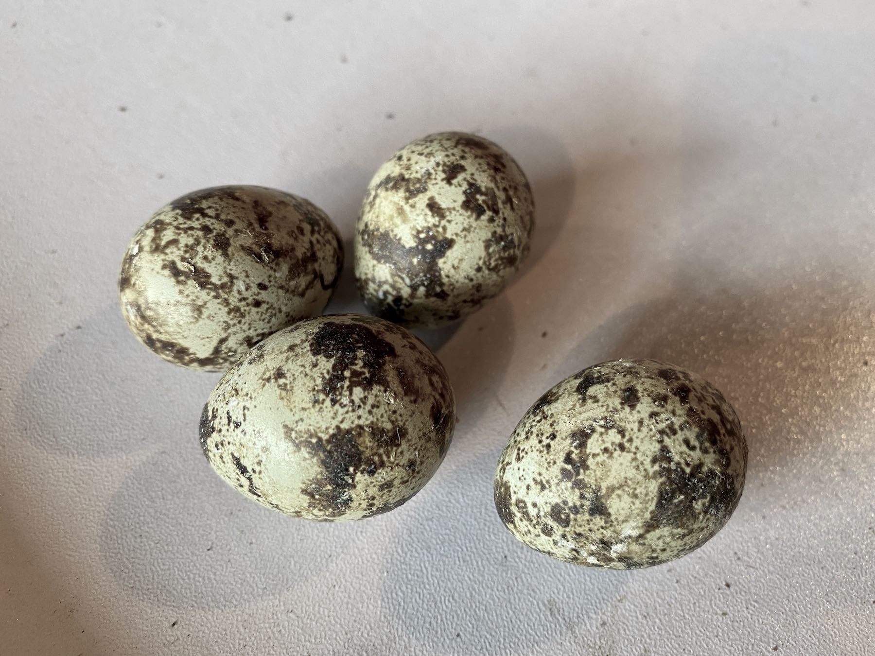 4 quail eggs. 