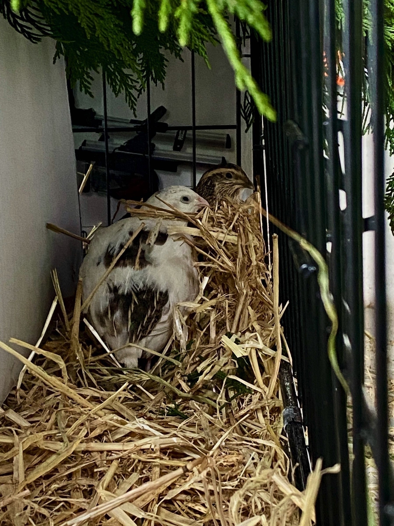 Two quail nestled in straw under overhanging macrocarpa greenery, in the dog crate. 