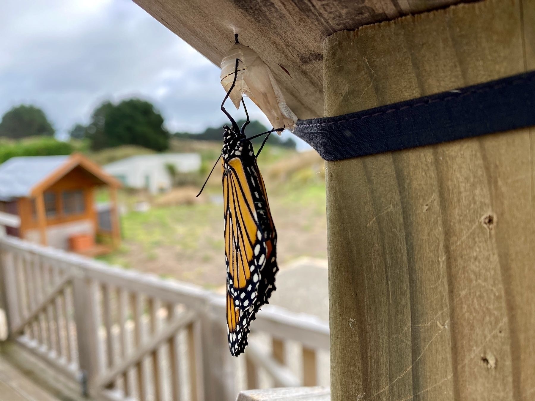 New Monarch Butterfly, alternate view. 