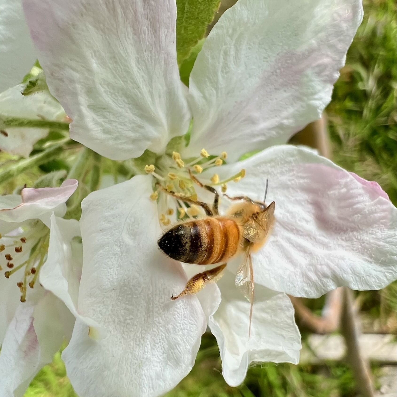 Bee on apple blossom closeup. 