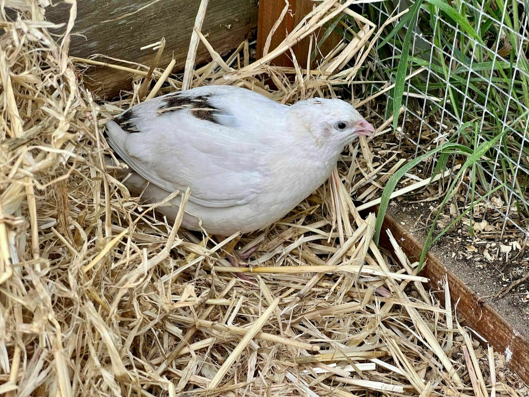 Small white bird in the corner of a fenced run. 