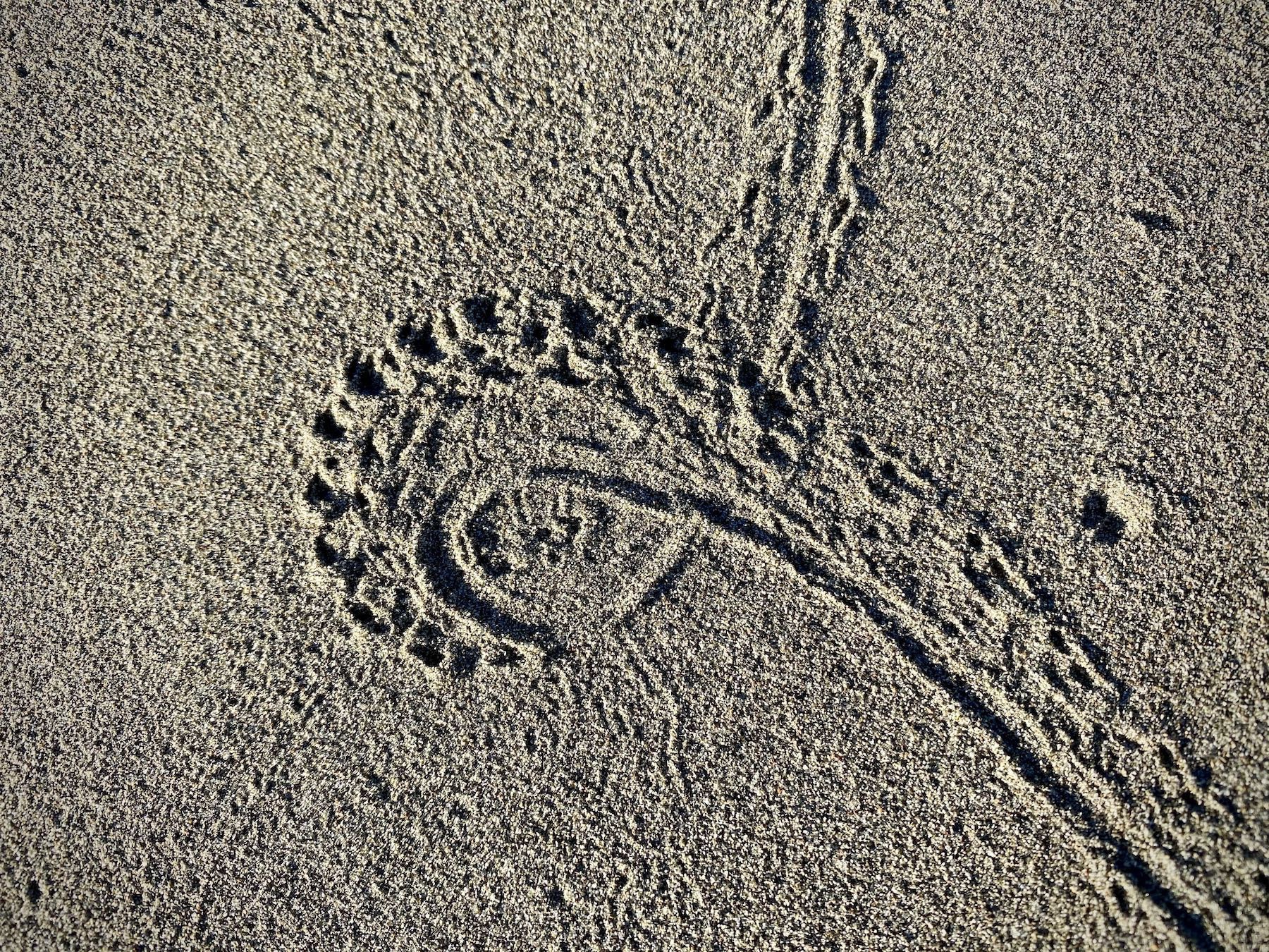 A loop of tiny marks in the sand. 