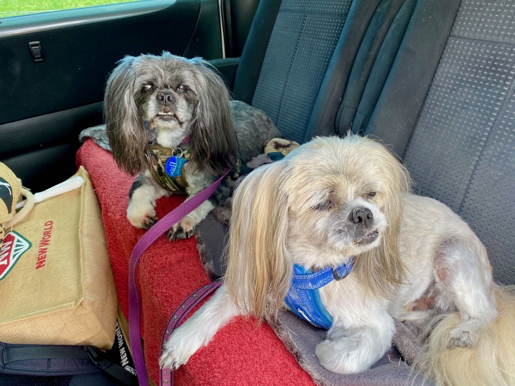 Two small freshly groomed dogs on the back seat of a car. 