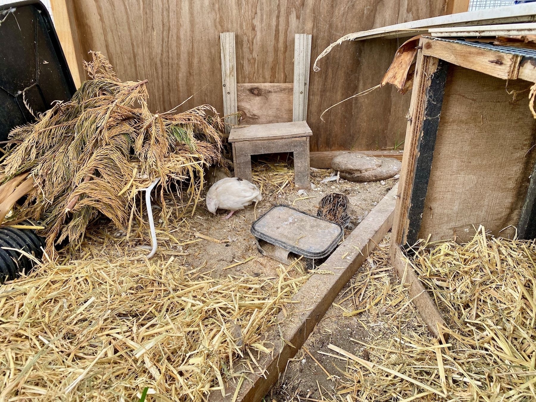 Two quail by the food bowl. 