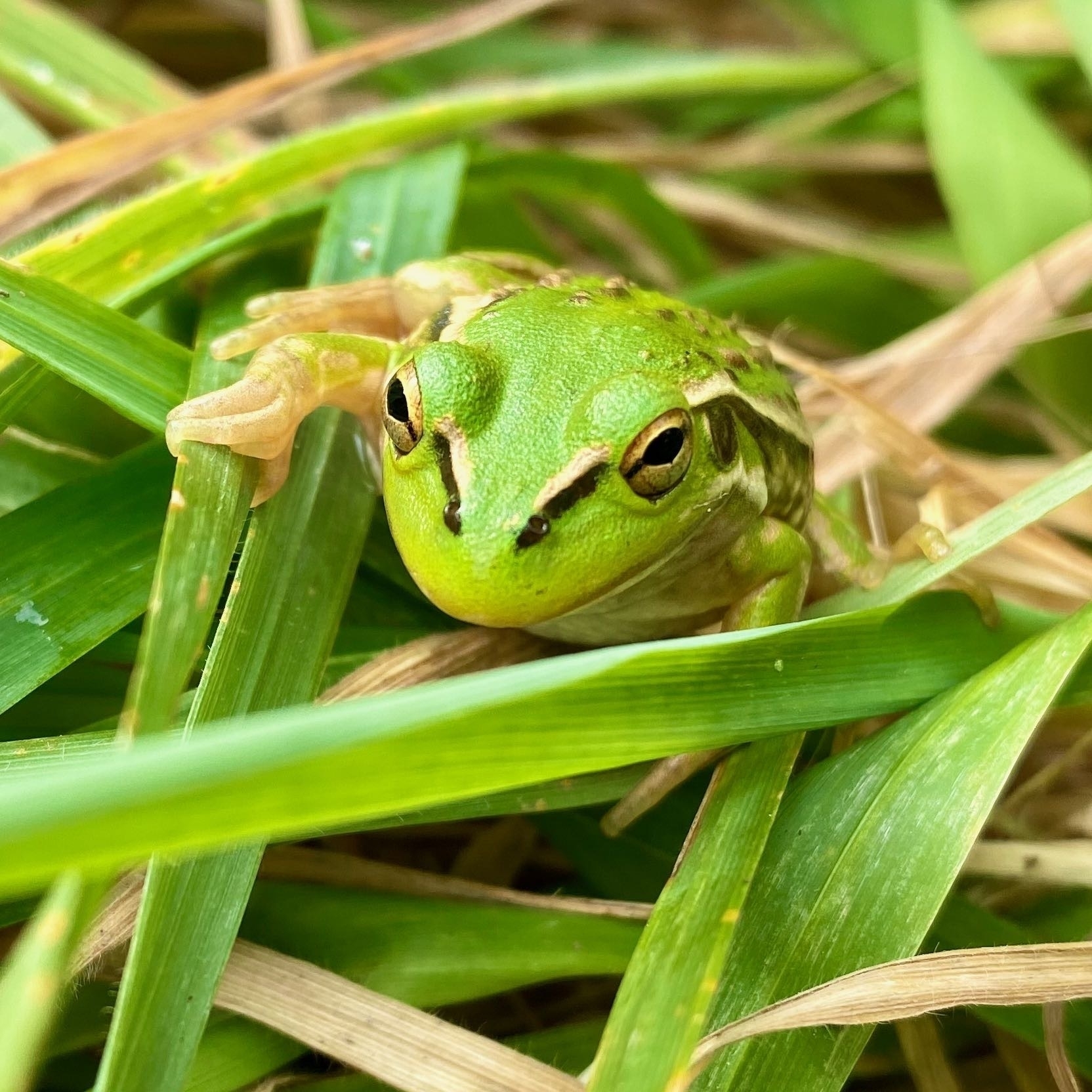 Small bright green frog with golden stripes and bumps, on grass. View of its face and feet. 