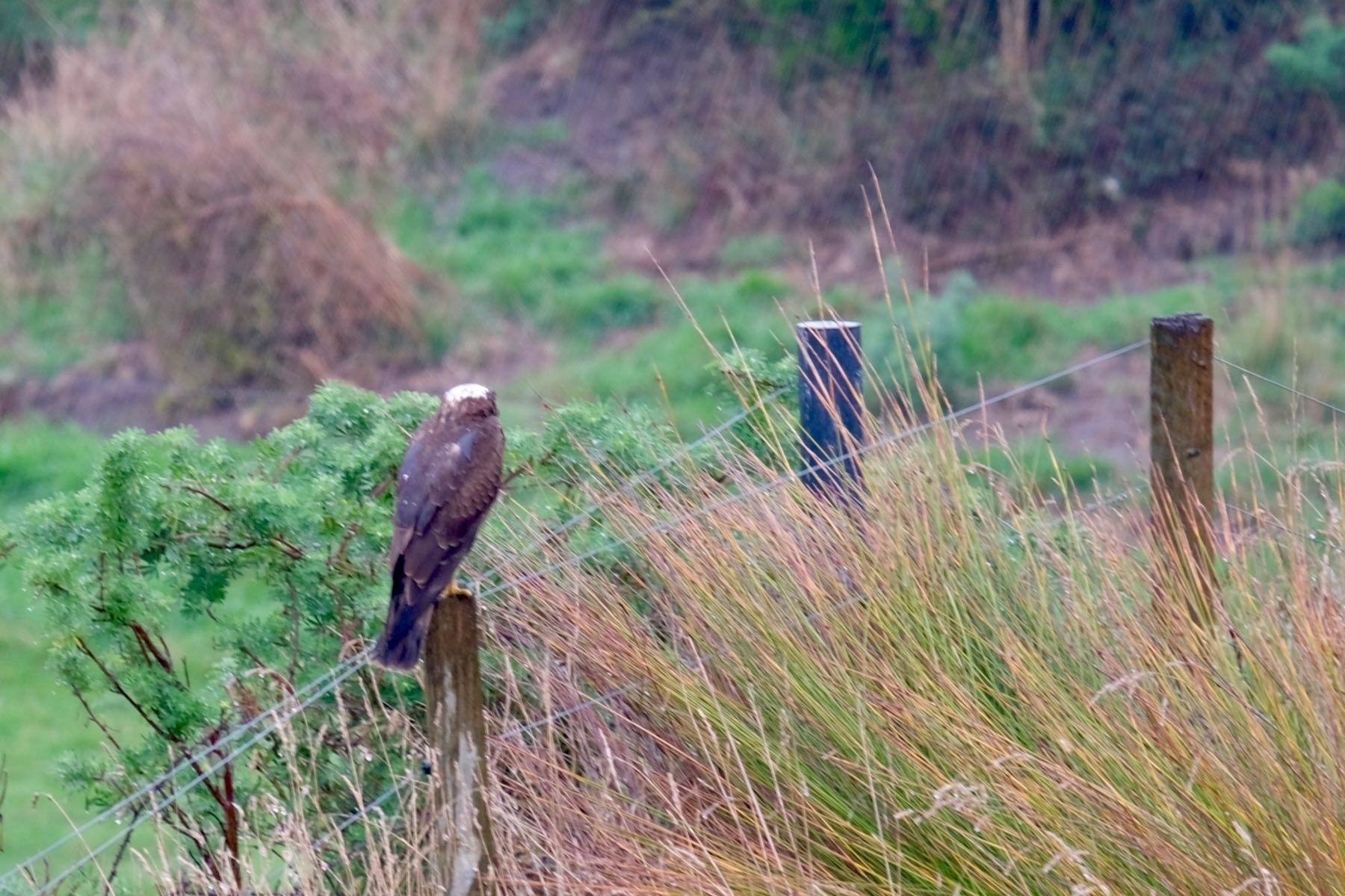 Hawk facing away, on a fence post. 