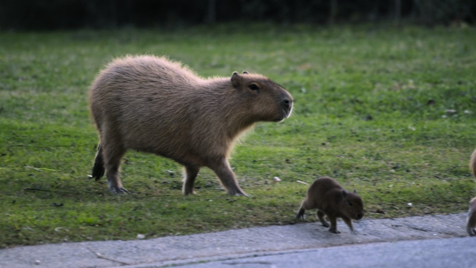 Capybara, still from the movie. 
