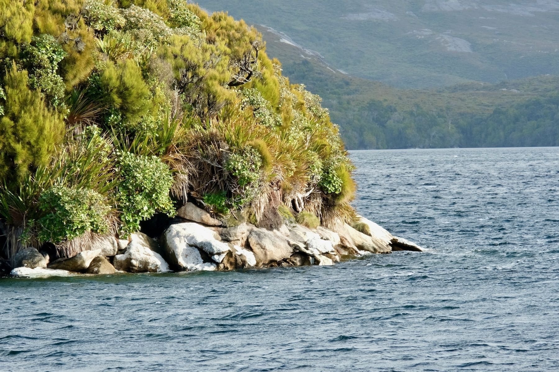 Anchored on Day Three of Rakiura Cruise - bush to the rocks at sea level. 
