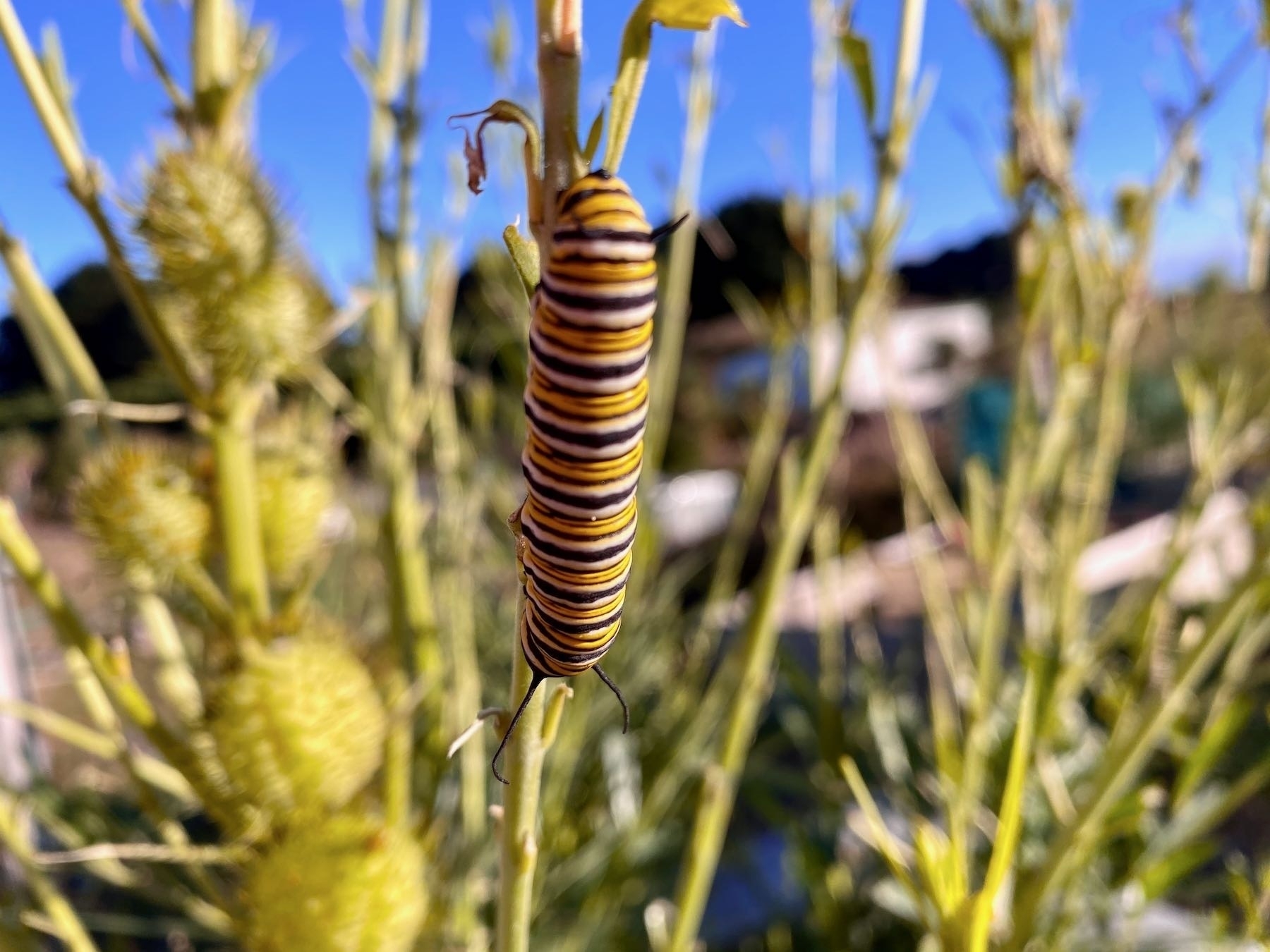 Large Monarch caterpillar on a plant. 