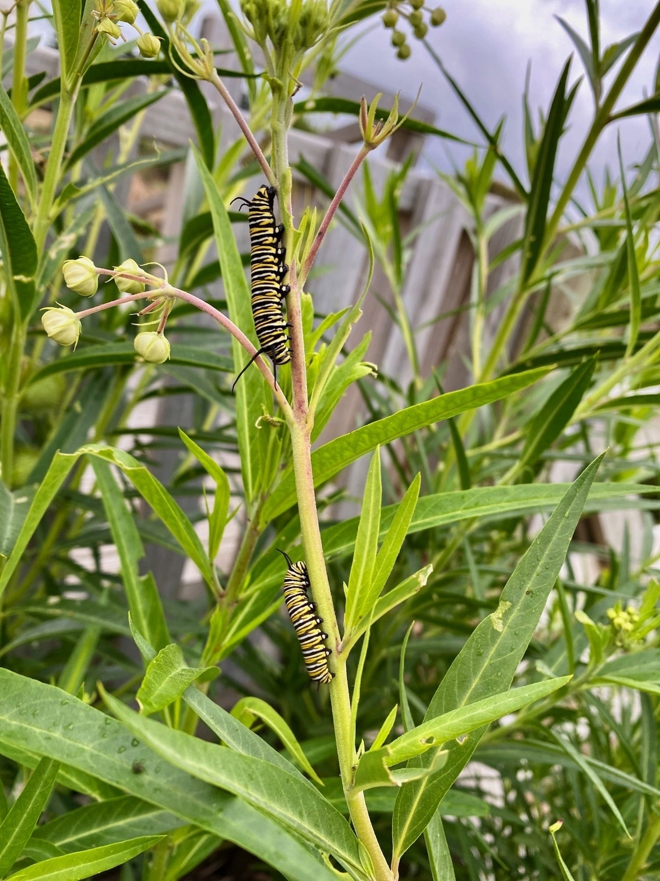Caterpillars on plant stems. 