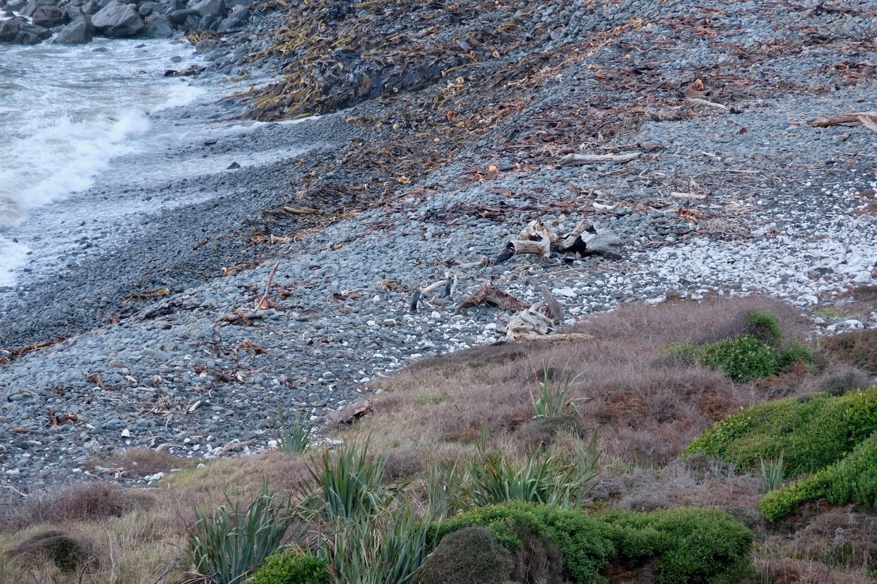 A distant pair of penguins on a shingle beach. 