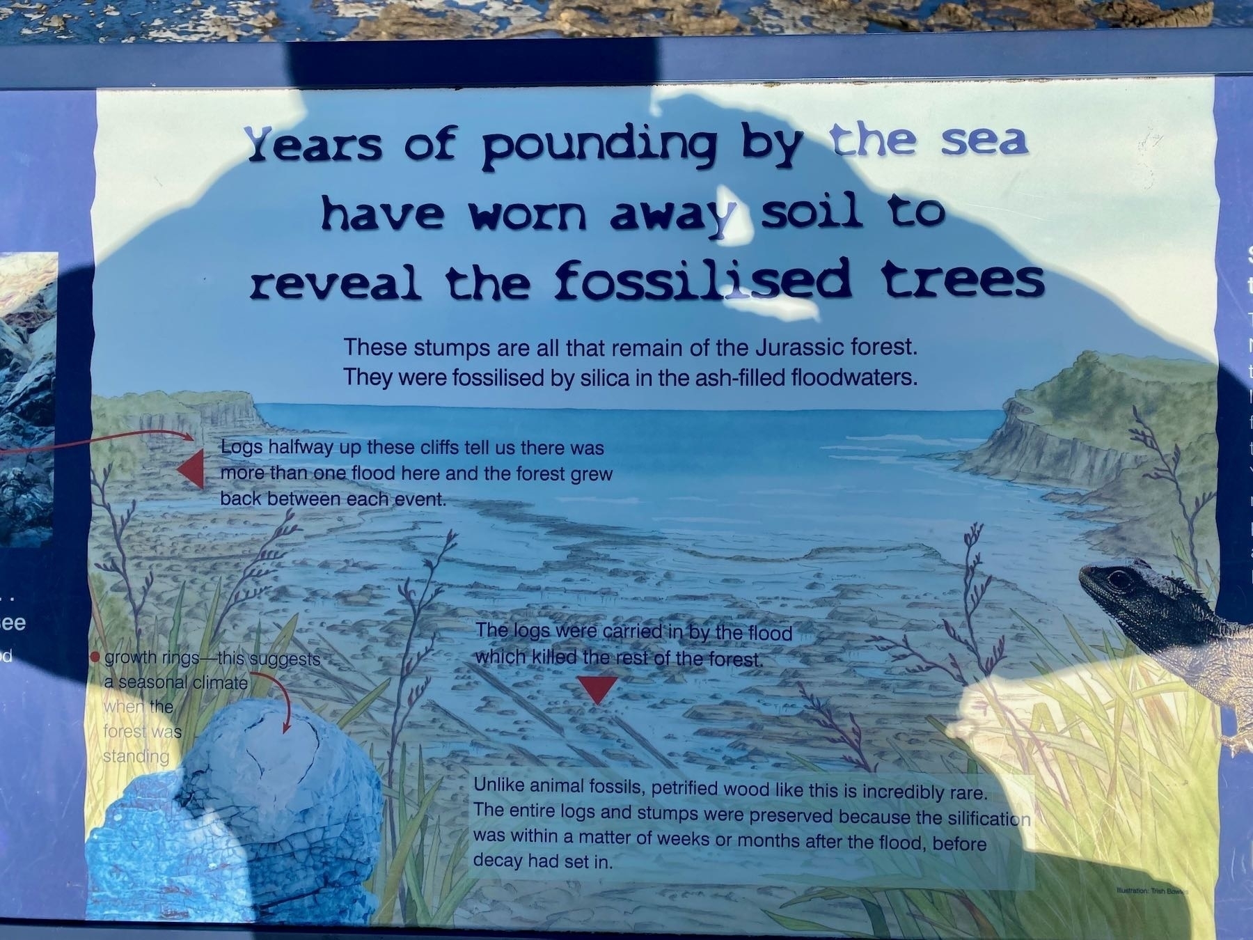 Information sign about the forest. 