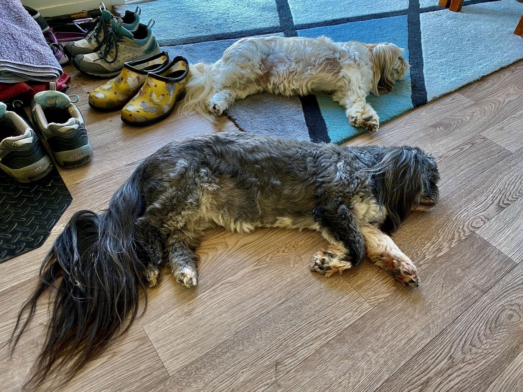 Two small dogs lying parallel in identical positions. 