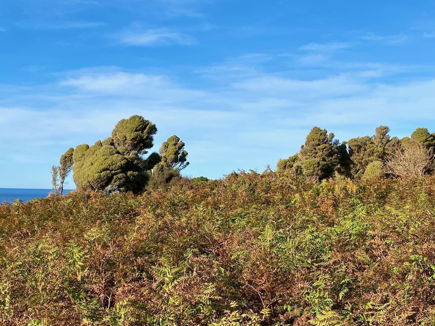 Wind-shaped trees and bracken. 