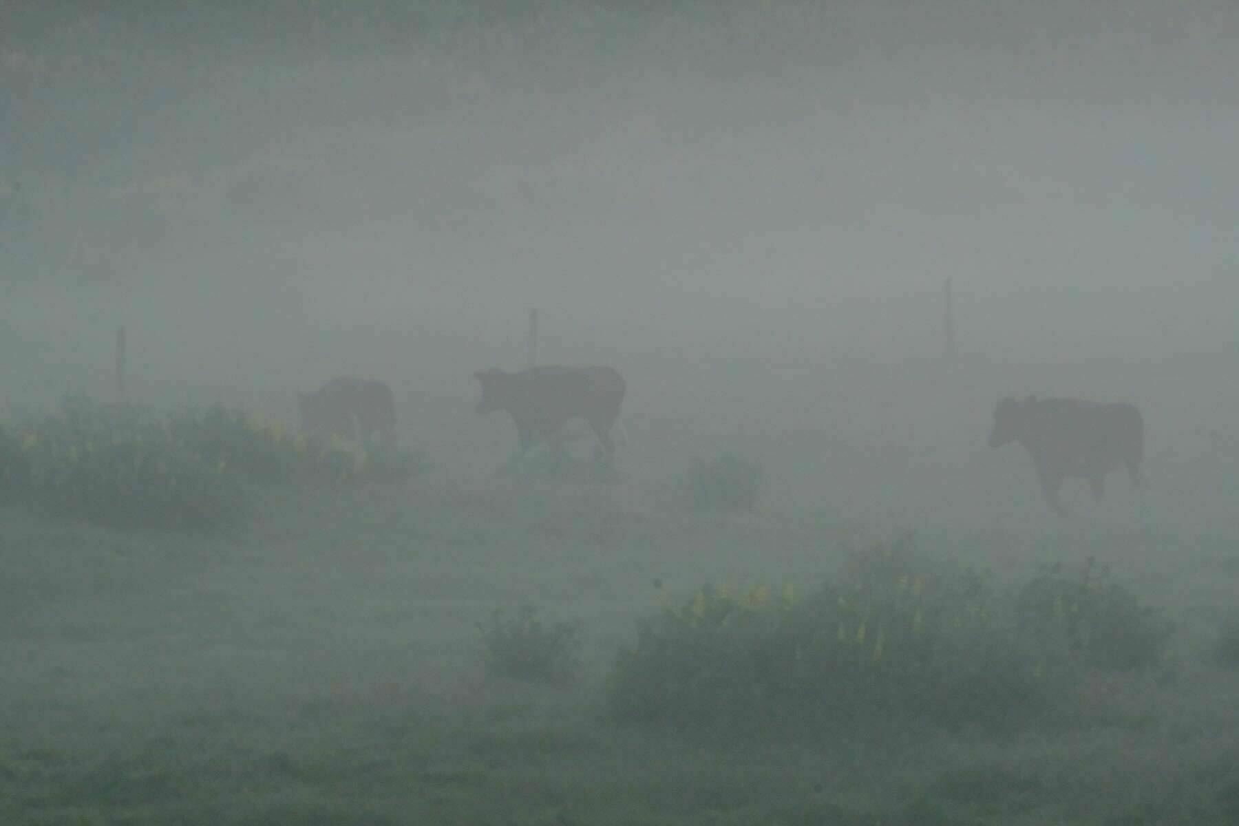 Silhouettes of a three cows in a misty paddock. 