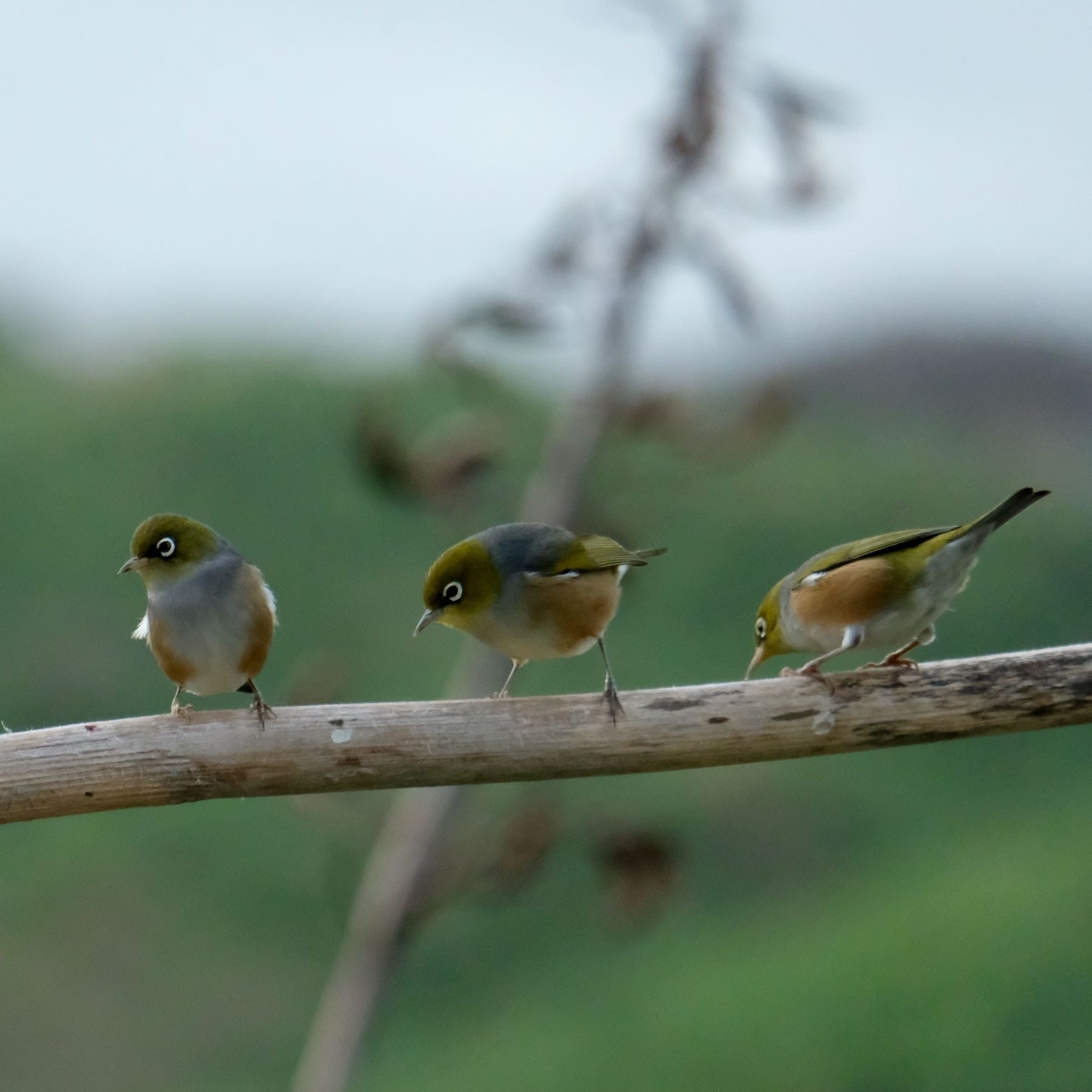Three small birds on a nearby horizontal pole. 