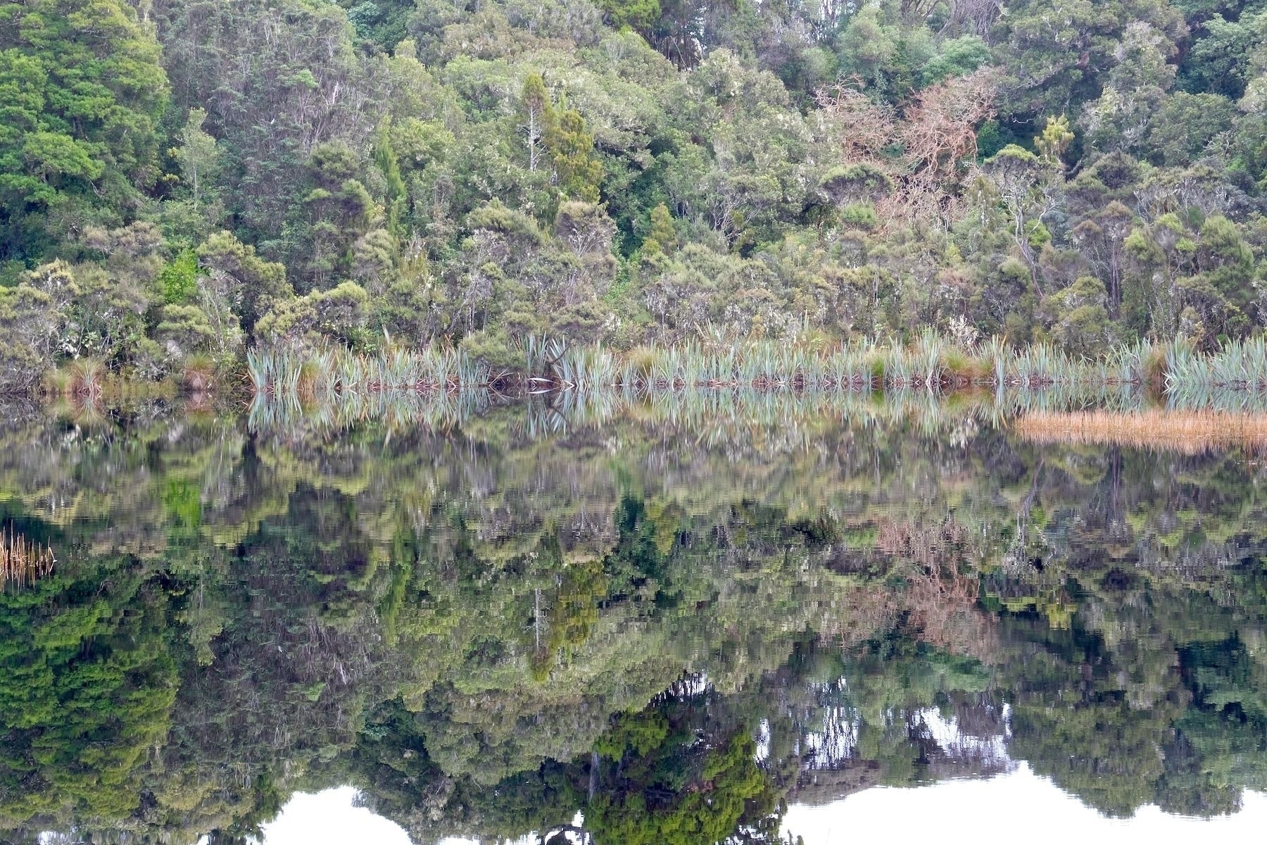 Lake edge vegetation reflected perfectly. 