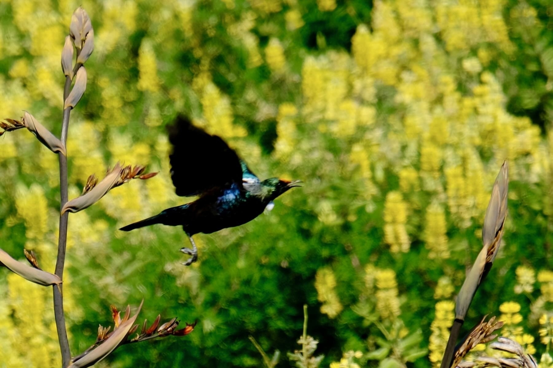 Tui in flight with yellow lupins behind. 