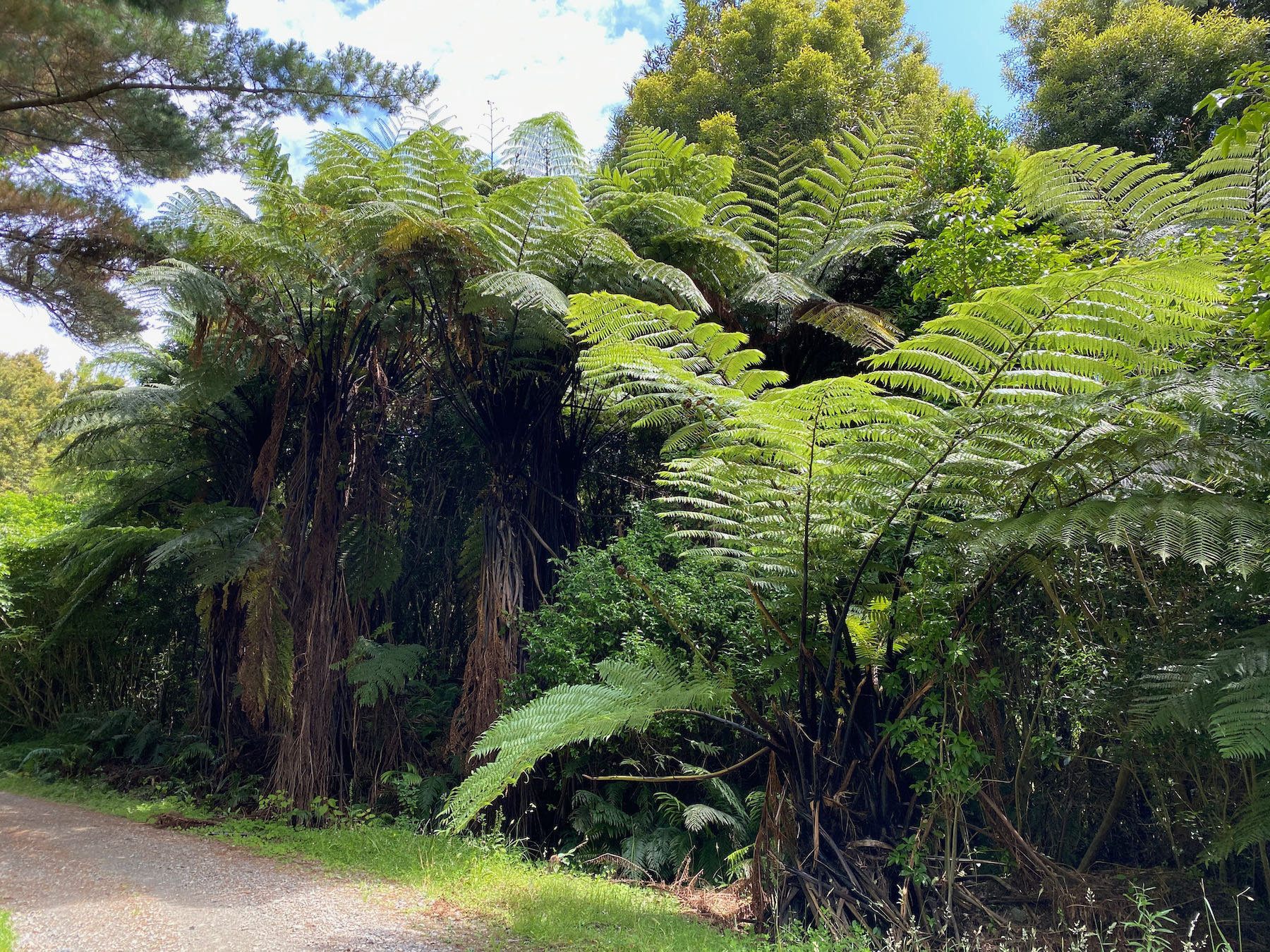 Mamaku fern. 