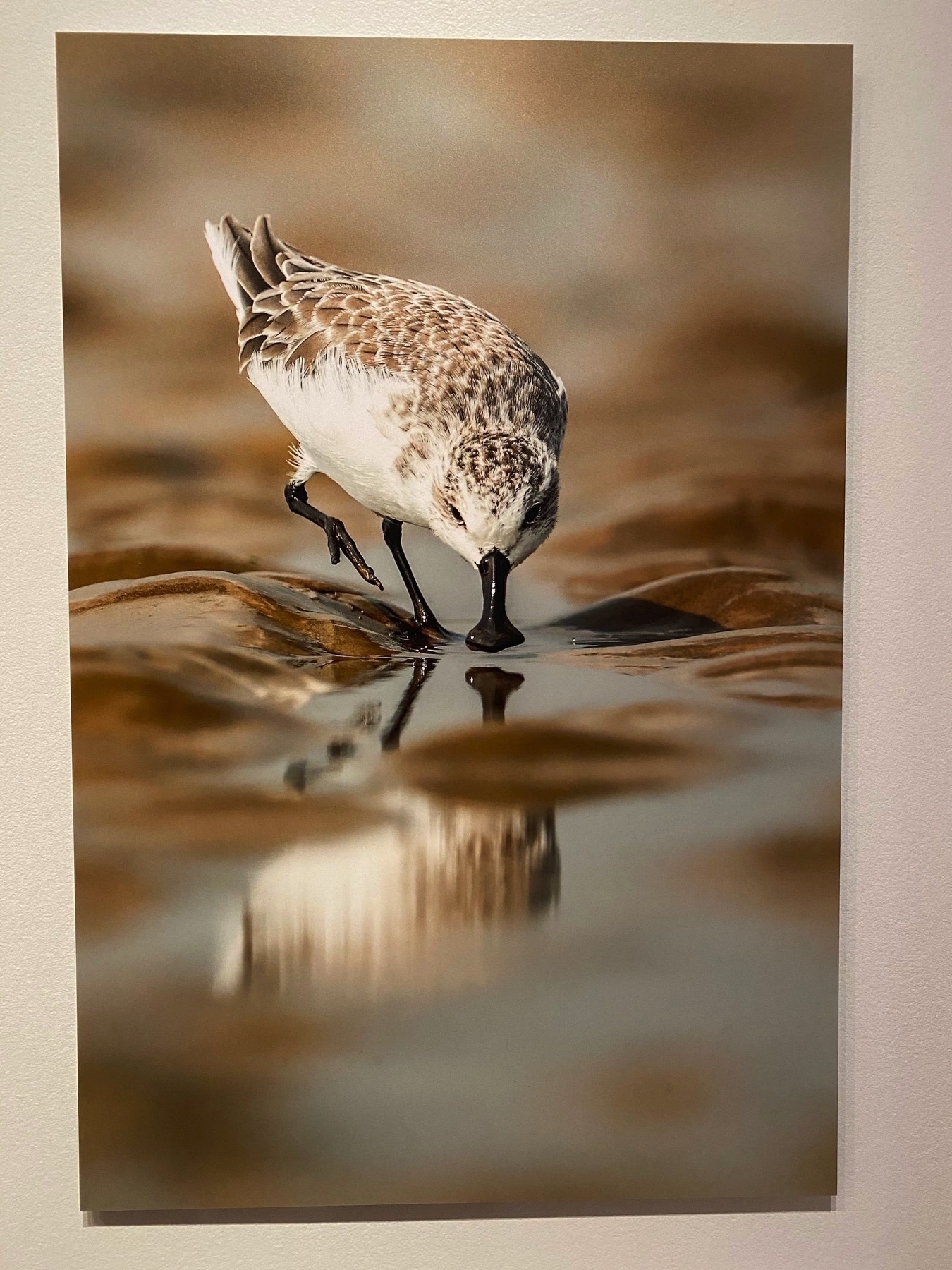 Spoon-billed sandpiper and its reflection. 