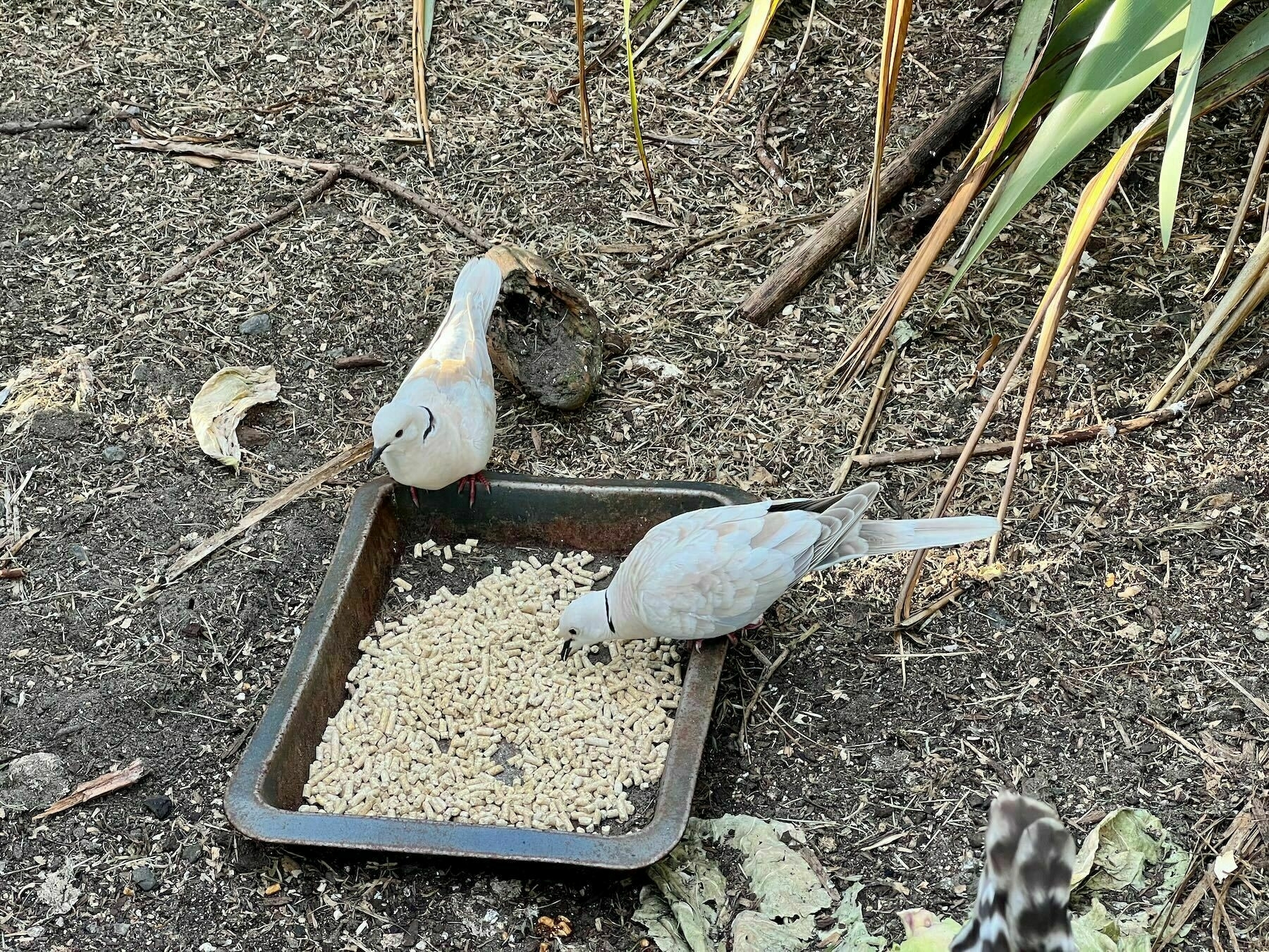 Two Barbary doves eat chicken food. 