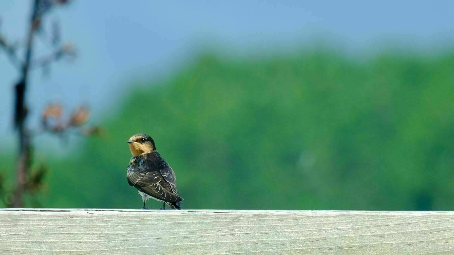 Swallow on the railing  6