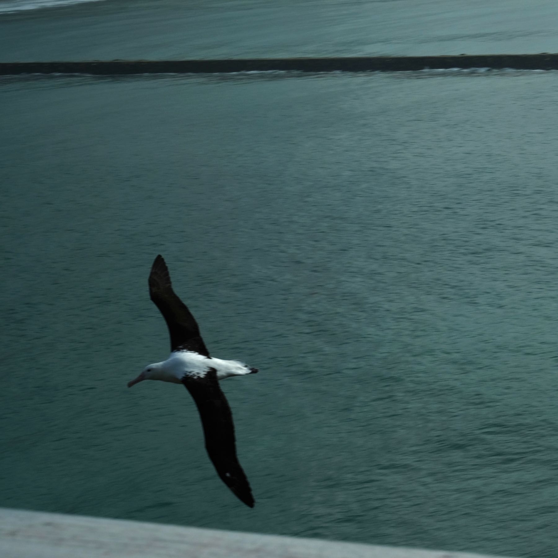 Albatross flyby. 