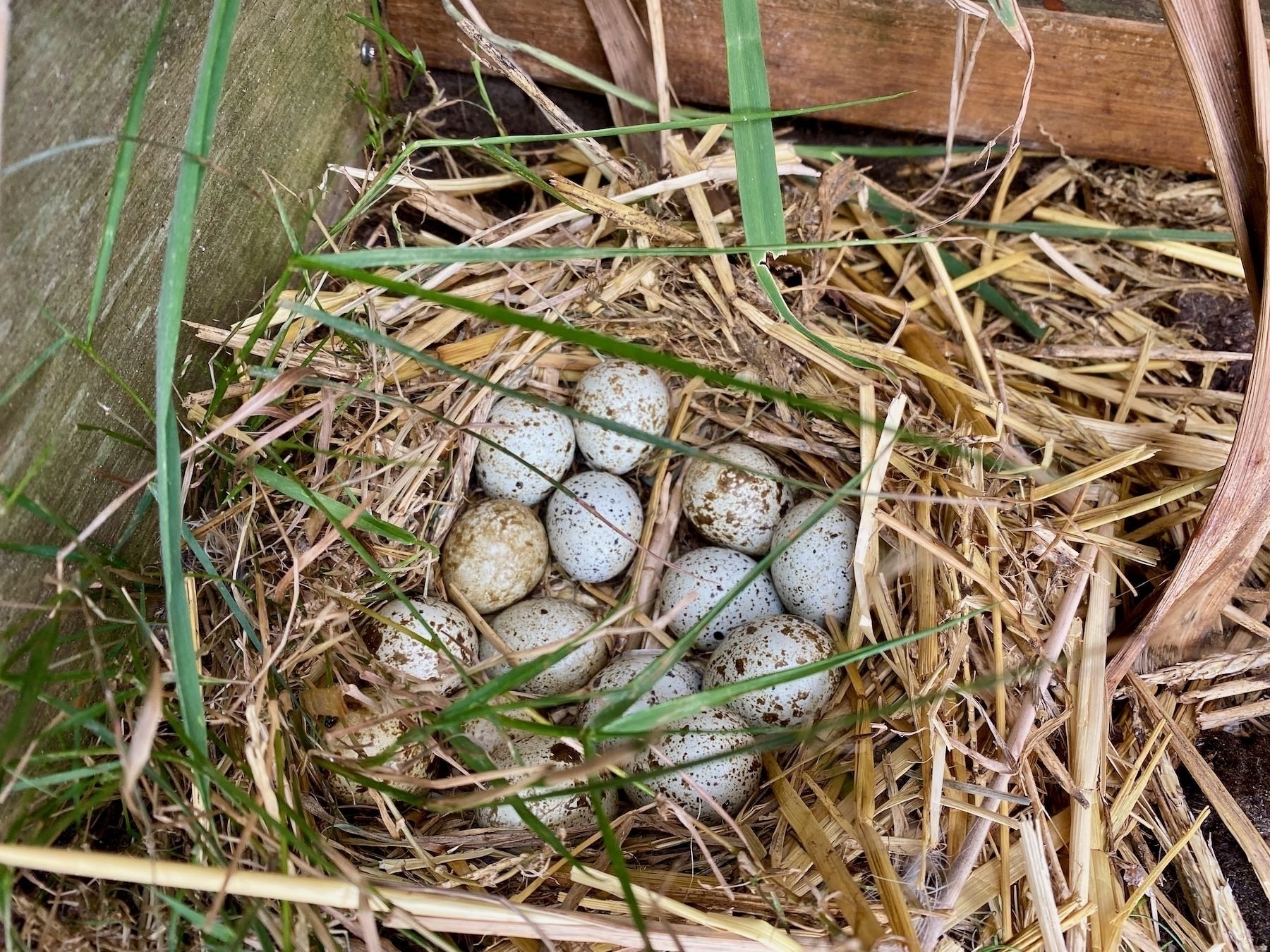 A dozen quail eggs in a nest. 