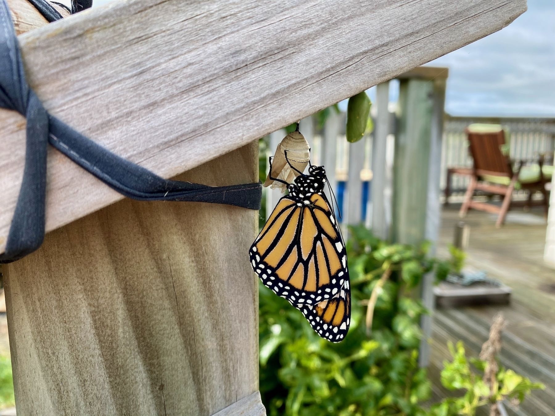 New Monarch Butterfly. 