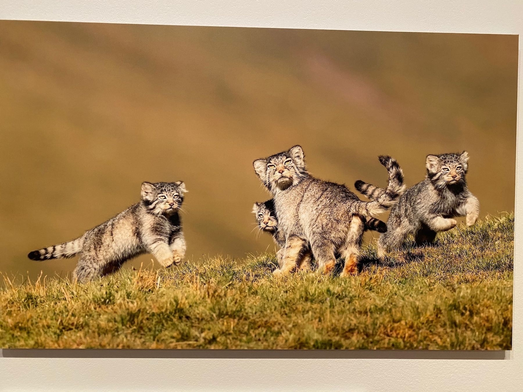 A litter of Pallas's cats. 