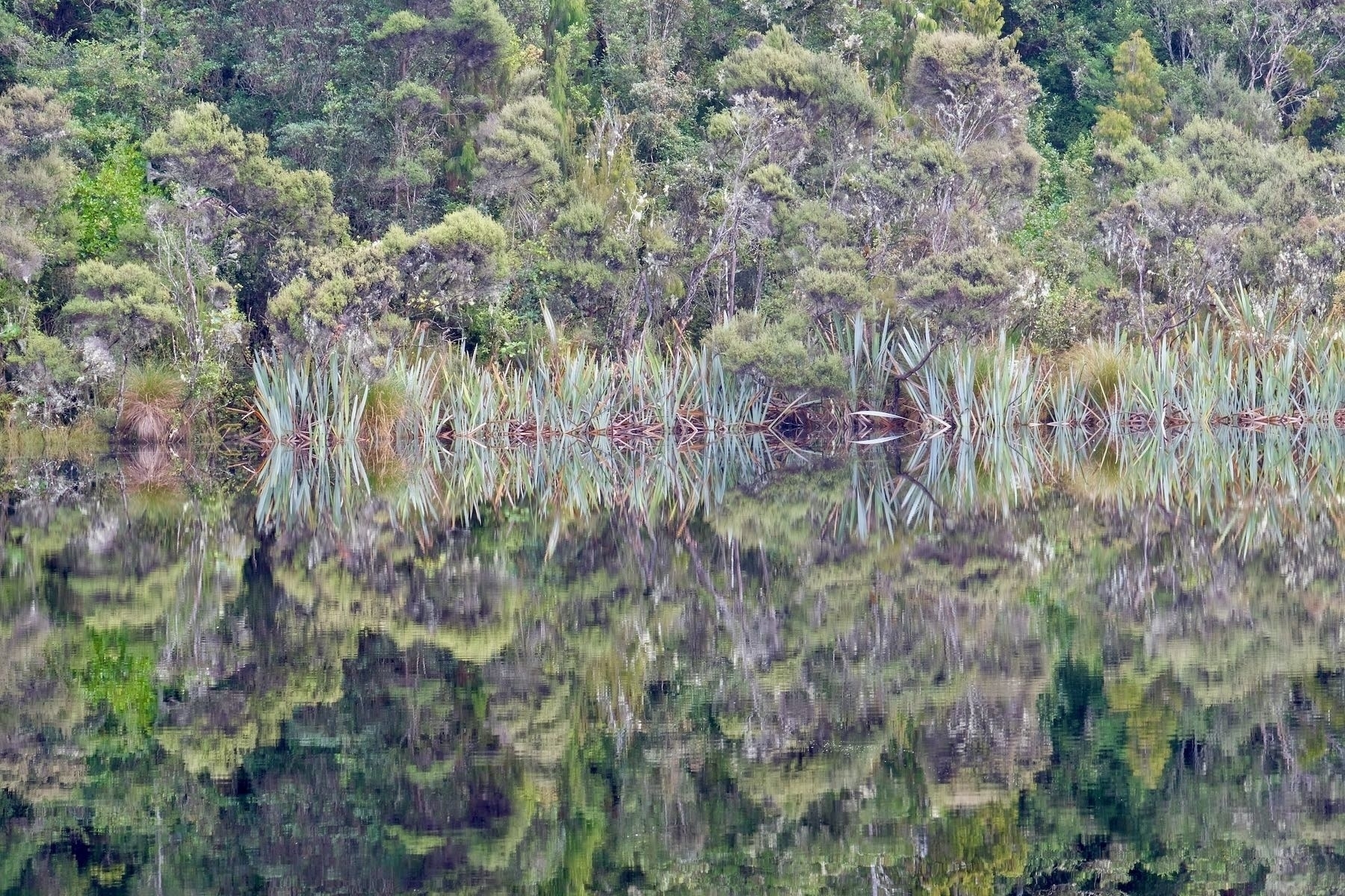 Lake edge vegetation reflected perfectly. 