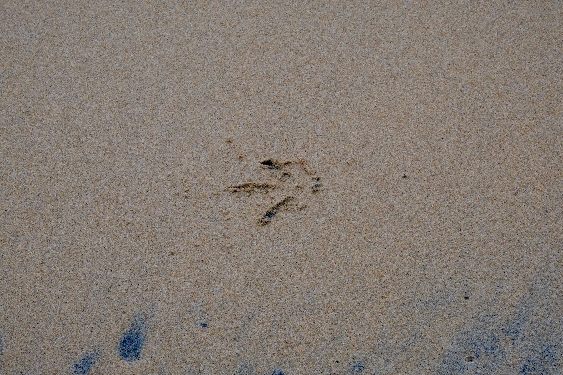 A Kiwi footprint with its distinctive three-toed shape. 