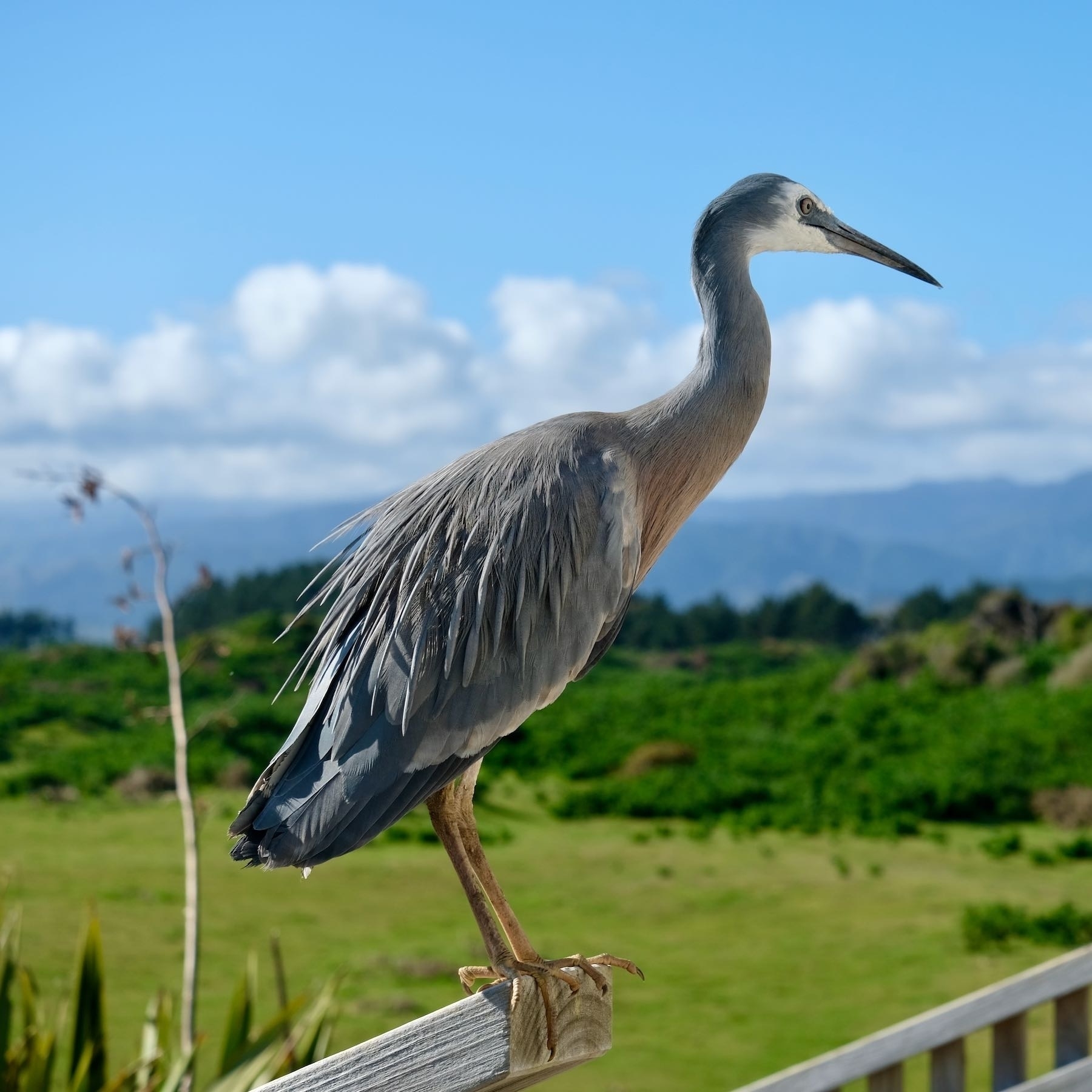 White-faced heron on a post with sky behind. 